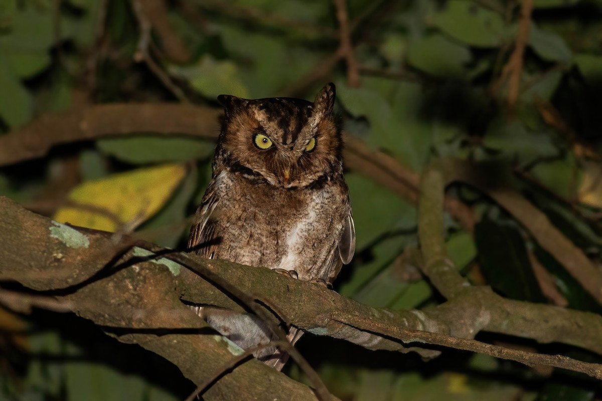 Mountain Scops-Owl - ML426499821