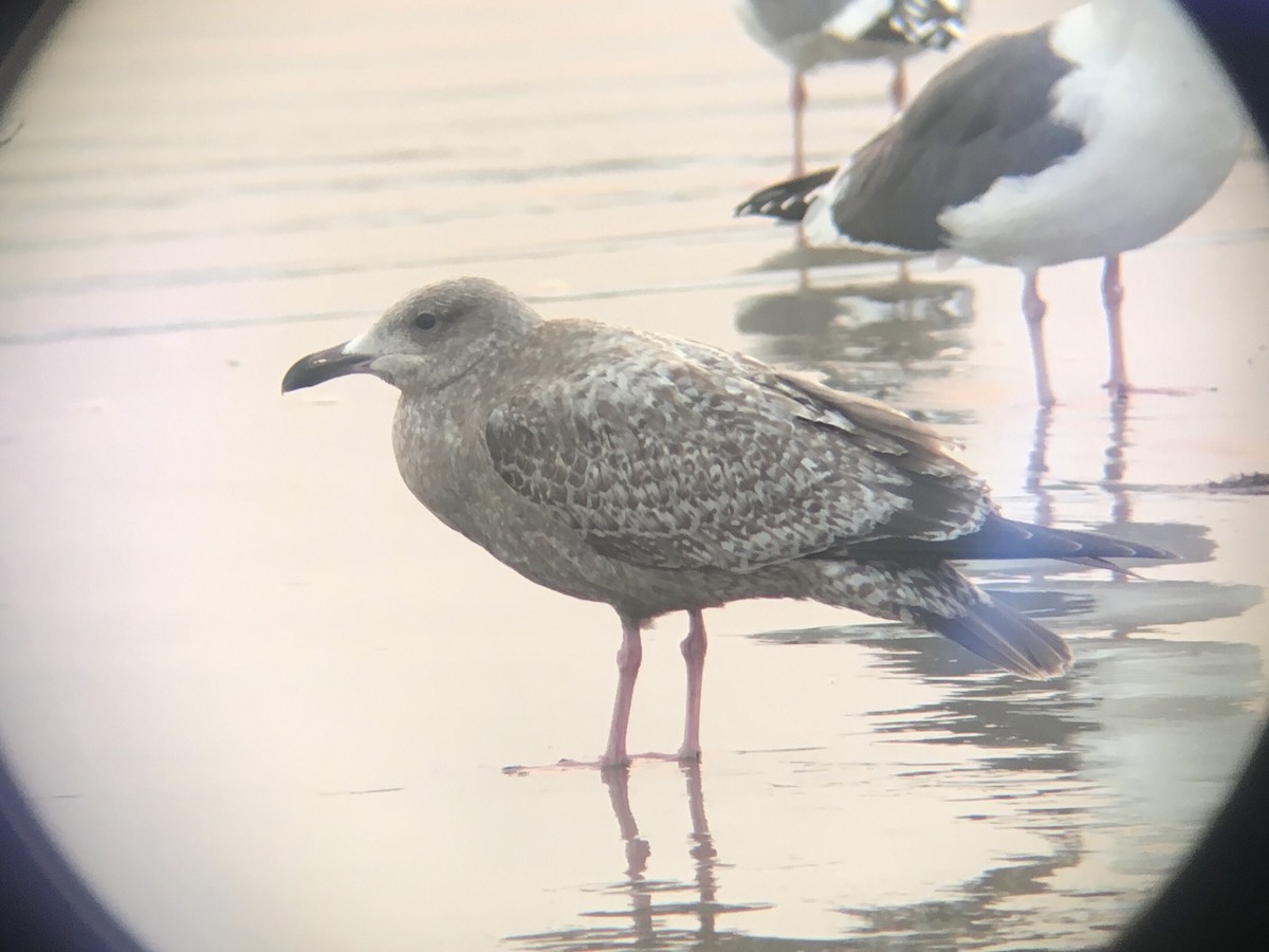 Herring Gull - Eric  Culbertson