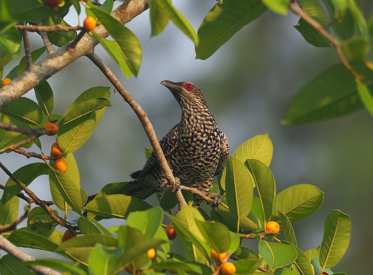 Asian Koel - ML426504101