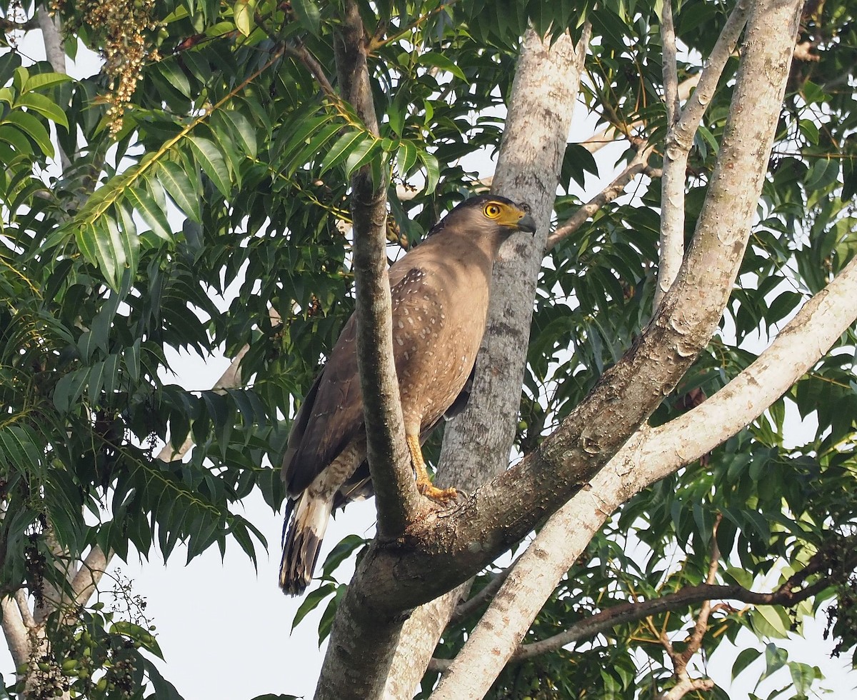 Crested Serpent-Eagle - Martin Meier