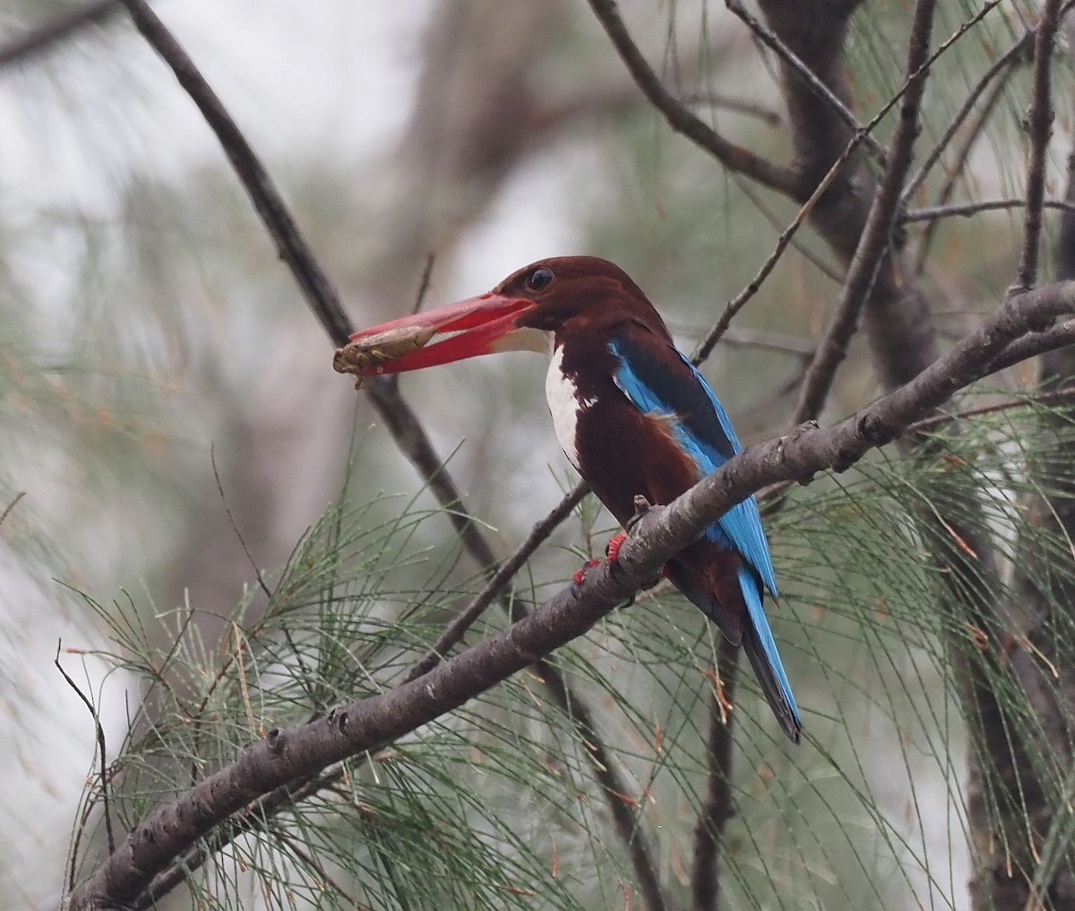 White-throated Kingfisher - ML426504211