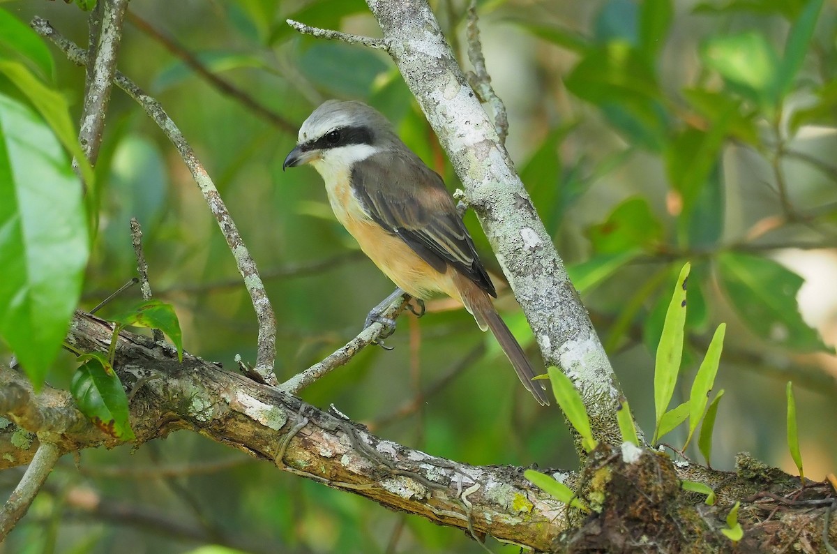 Brown Shrike - ML426504631