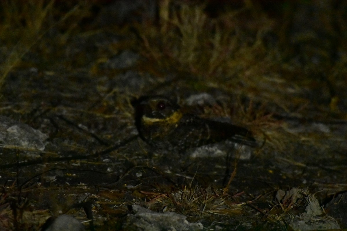 Buff-collared Nightjar - ML426508541