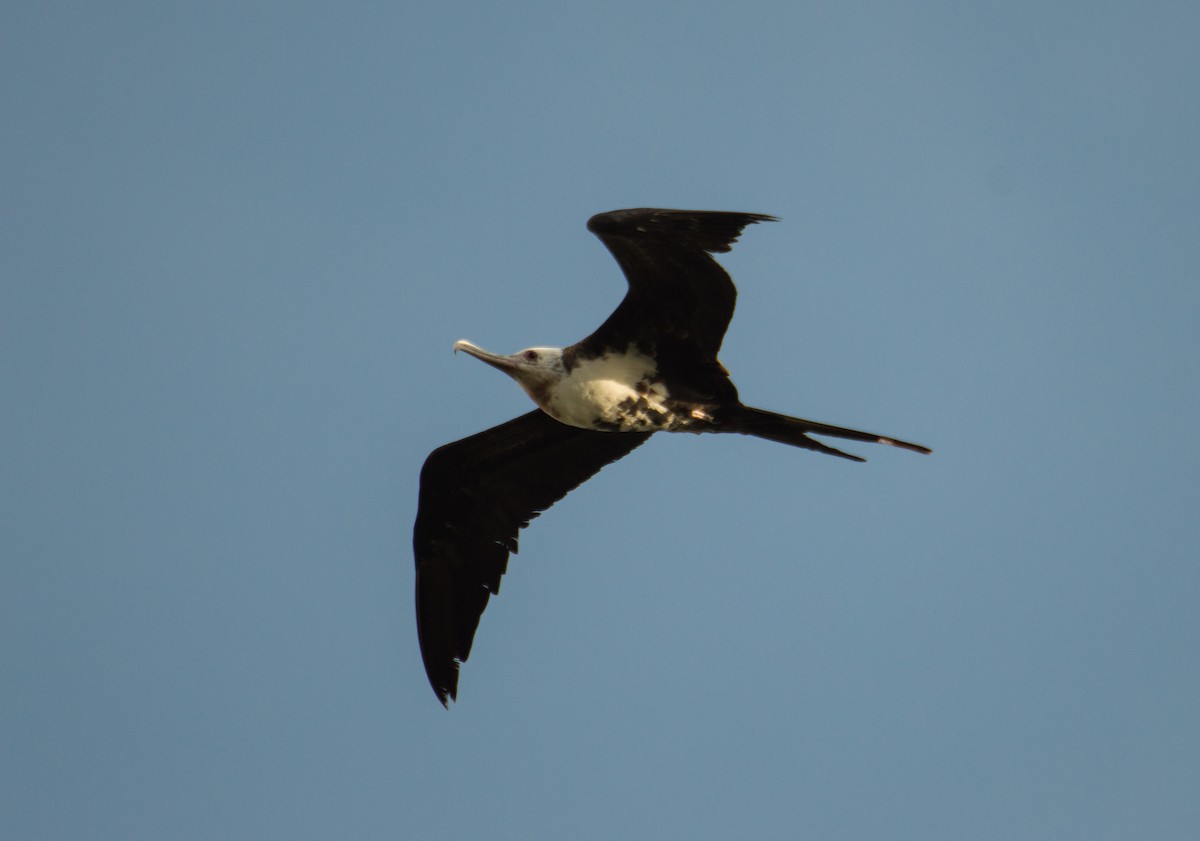 Great Frigatebird - ML426508741