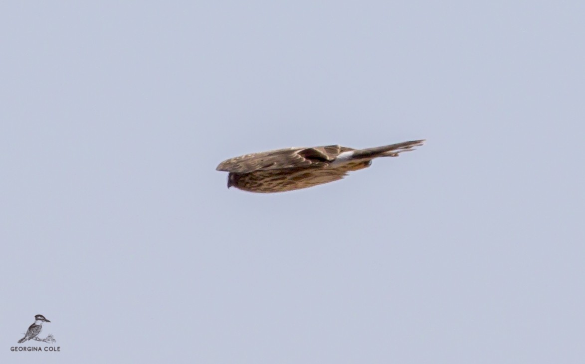 Aguilucho Pálido - ML426509251