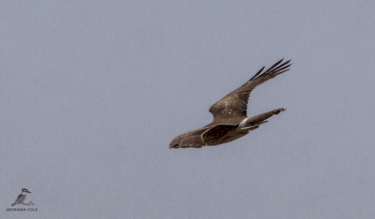 Hen Harrier - ML426509271