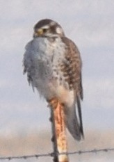 Prairie Falcon - William Crain