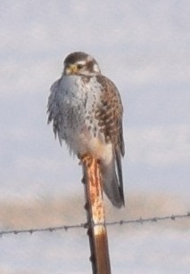 Prairie Falcon - William Crain