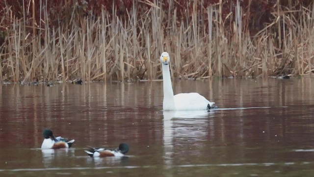 Whooper Swan - ML426511931