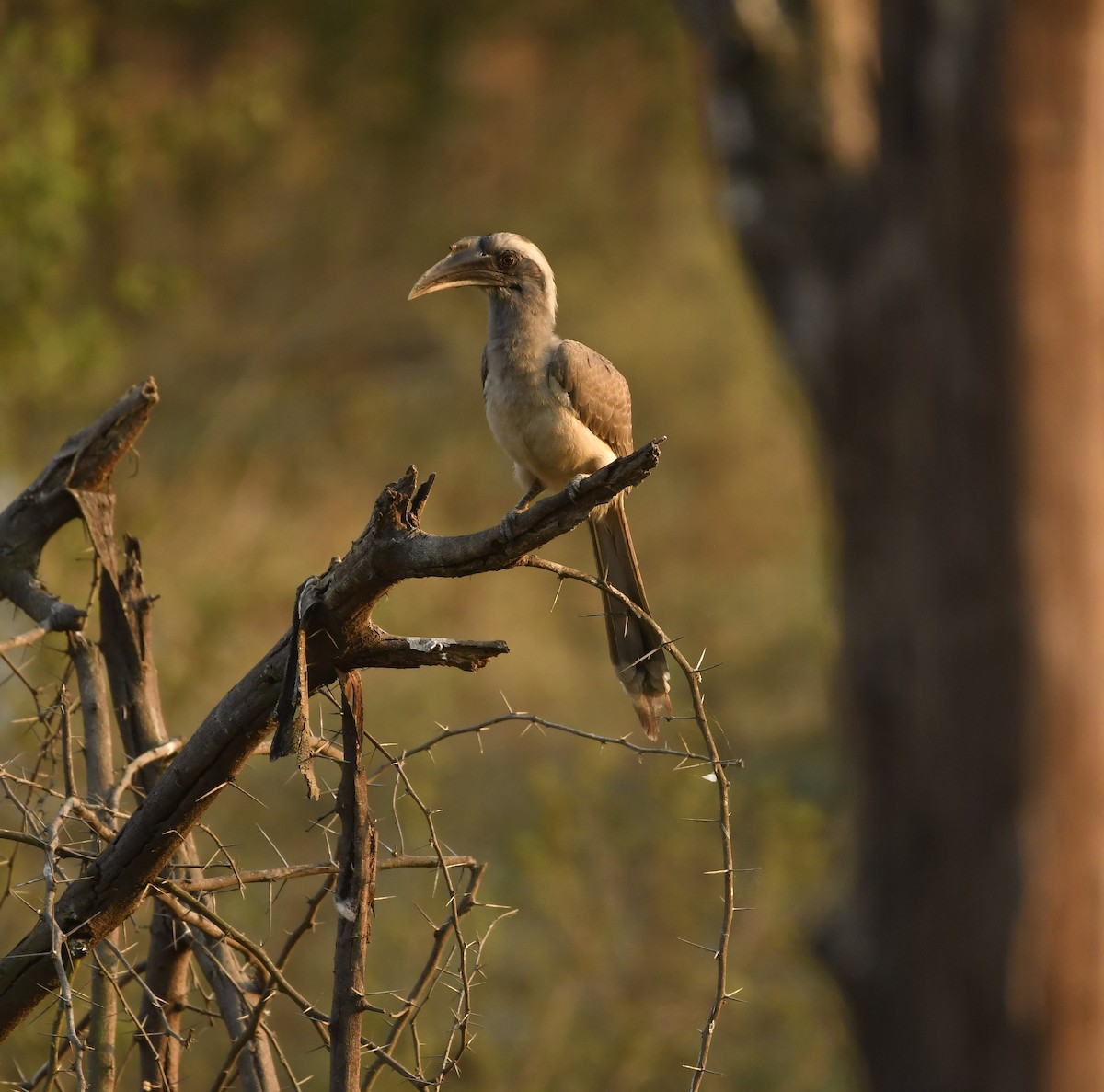 Indienhornvogel - ML426513091