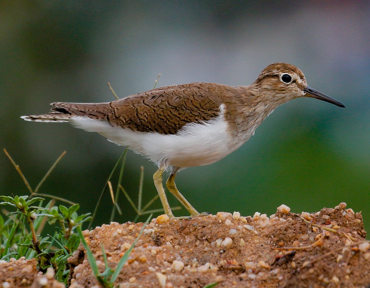 Common Sandpiper - Neoh Hor Kee