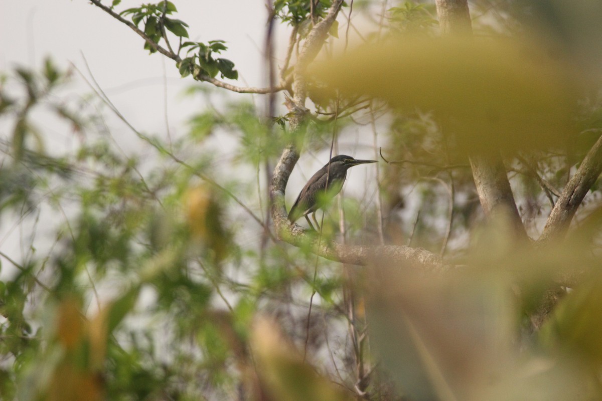 Striated Heron - ML426514581