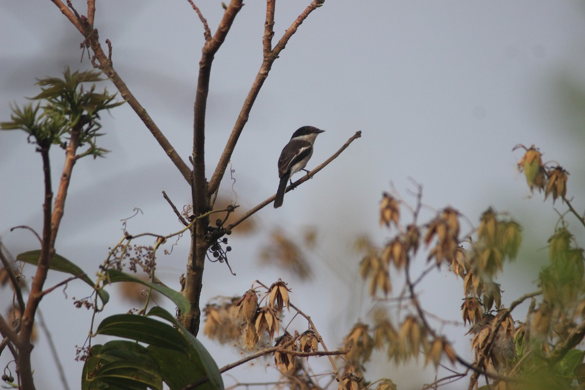 Bar-winged Flycatcher-shrike - ML426514631