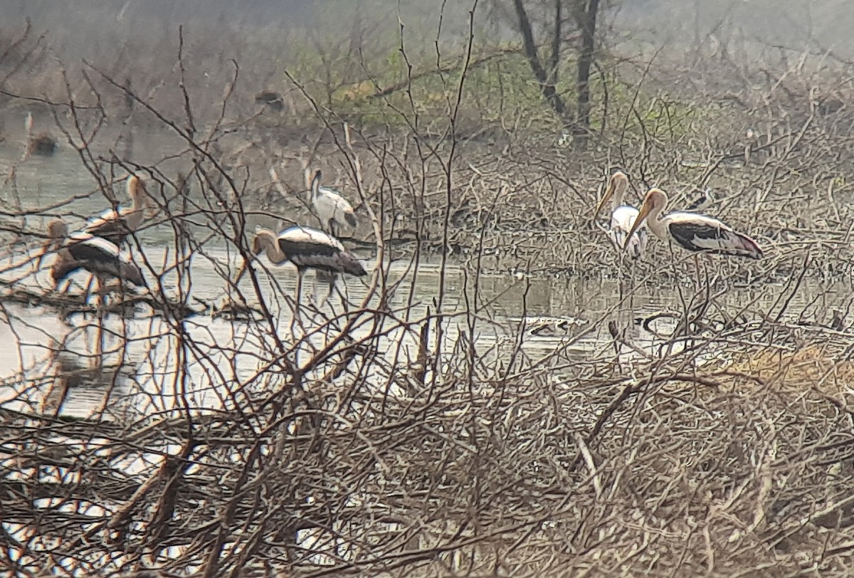 Painted Stork - Murugesh Natesan