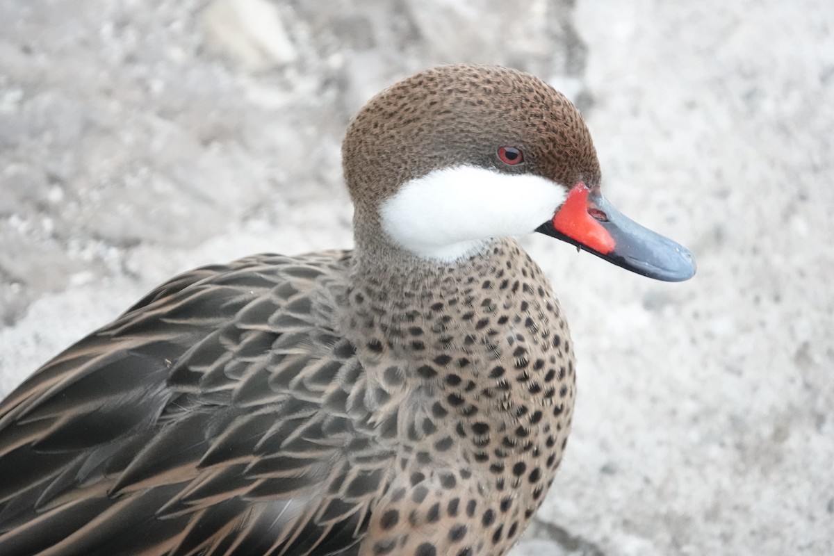 White-cheeked Pintail - ML426515251