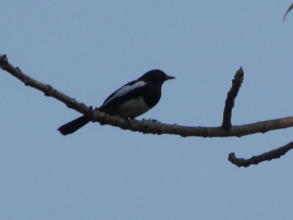 Philippine Magpie-Robin - ML426515691