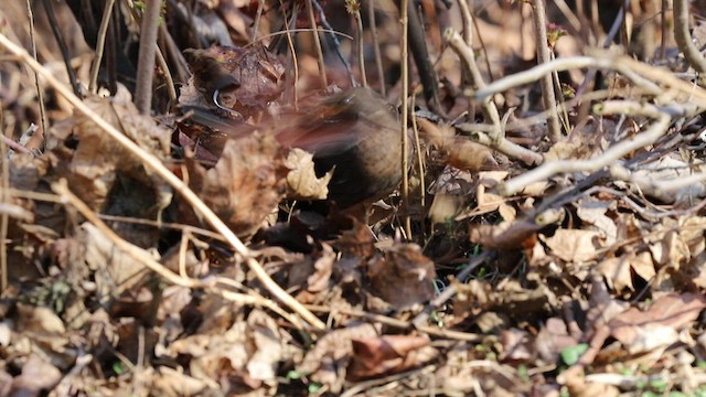 Eurasian Blackbird - ML426516931