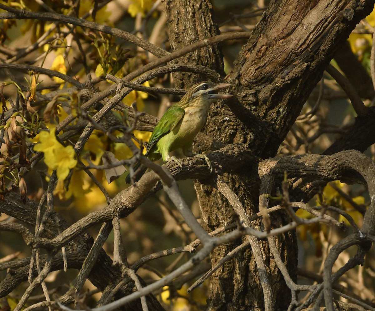 Grünbartvogel - ML426517221