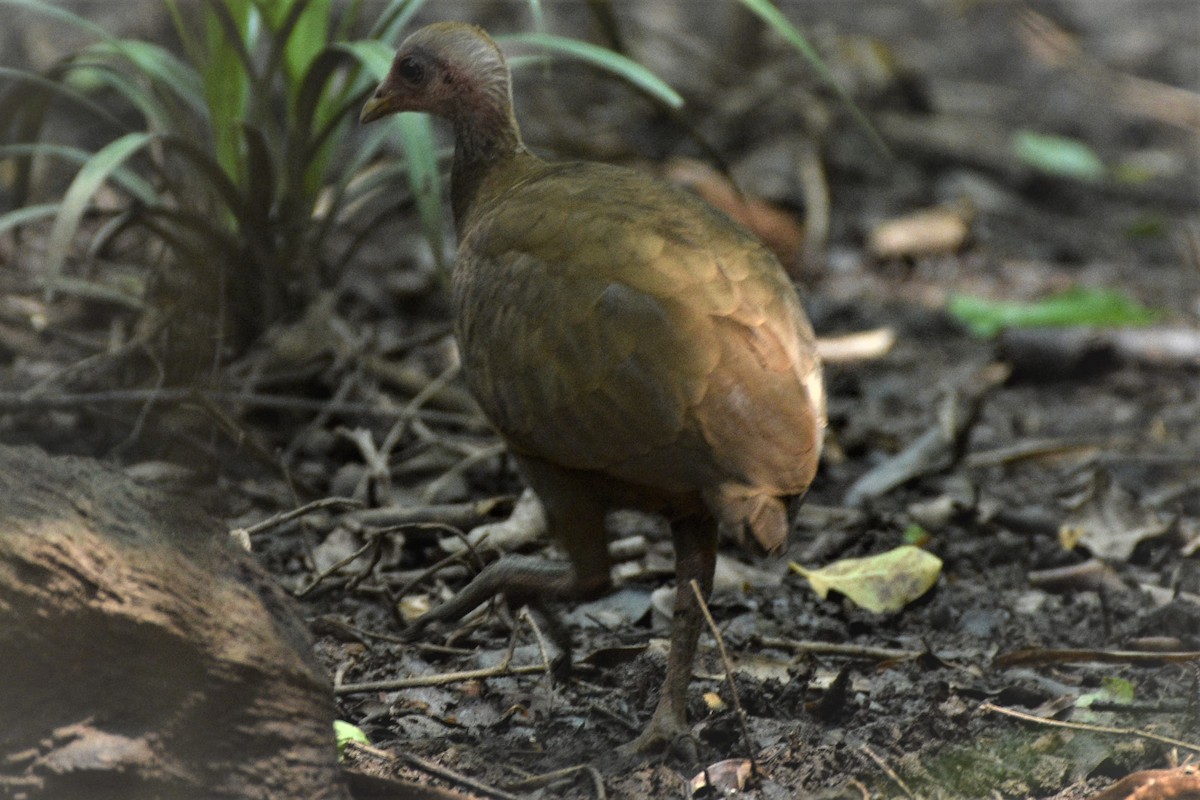 Nikobaren-Großfußhuhn - ML426517671