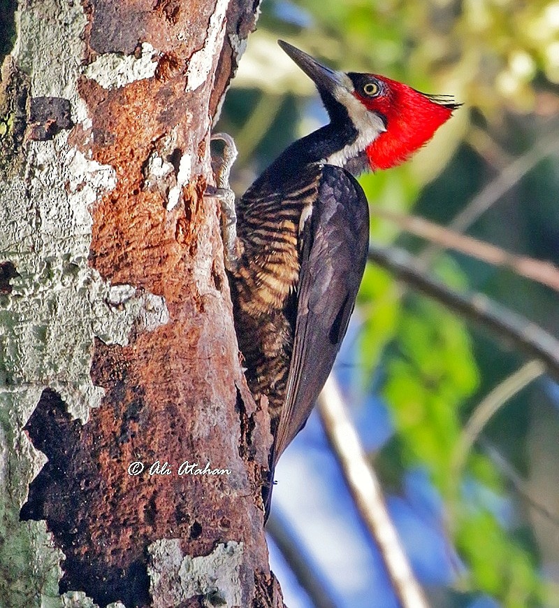 Crimson-crested Woodpecker - ML426519581