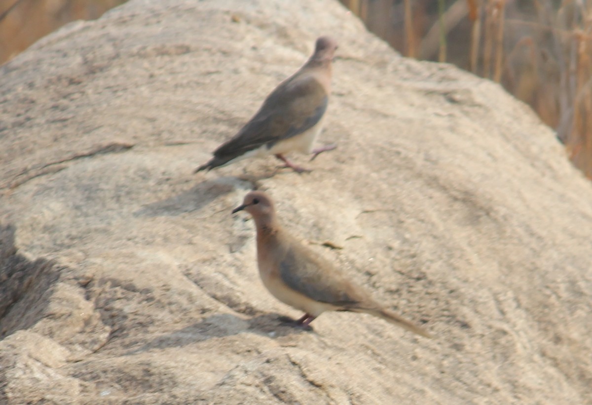 Laughing Dove - ML426520511