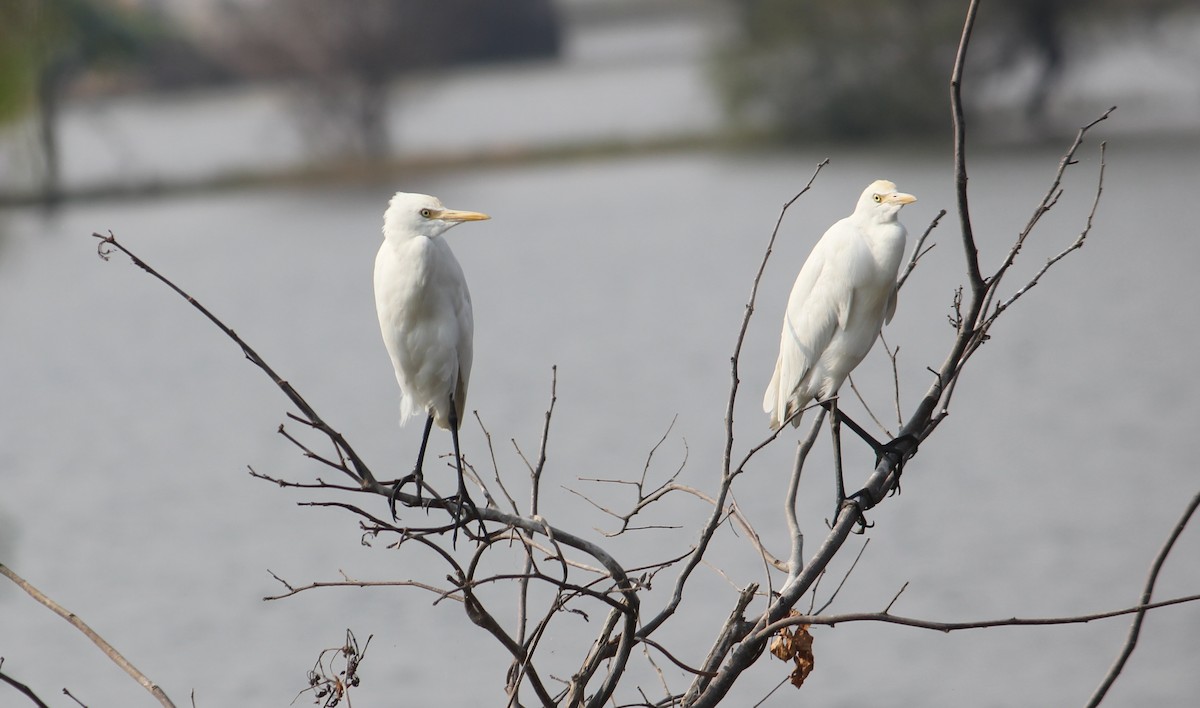 Eastern Cattle Egret - ML426520561