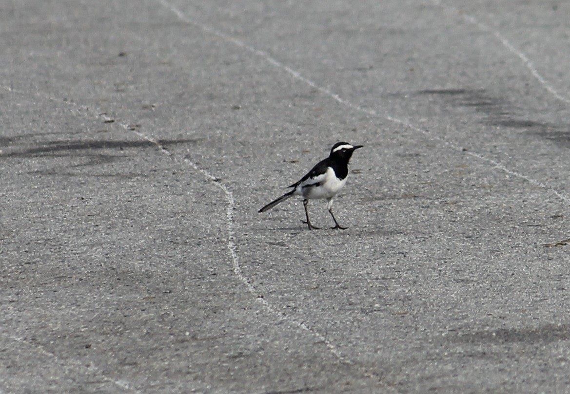 White-browed Wagtail - ML426520571