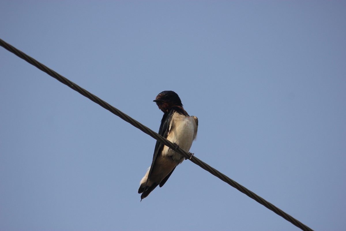 Barn Swallow - ML426520751