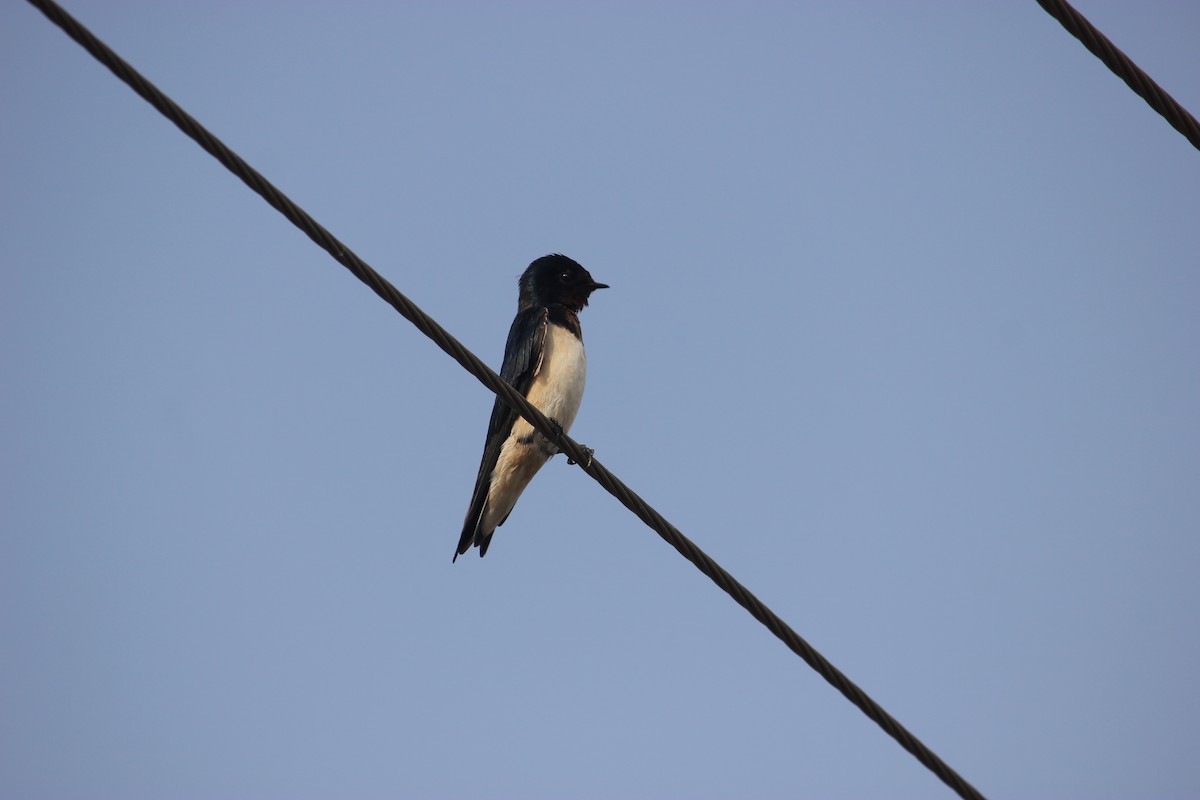 Barn Swallow - ML426520761