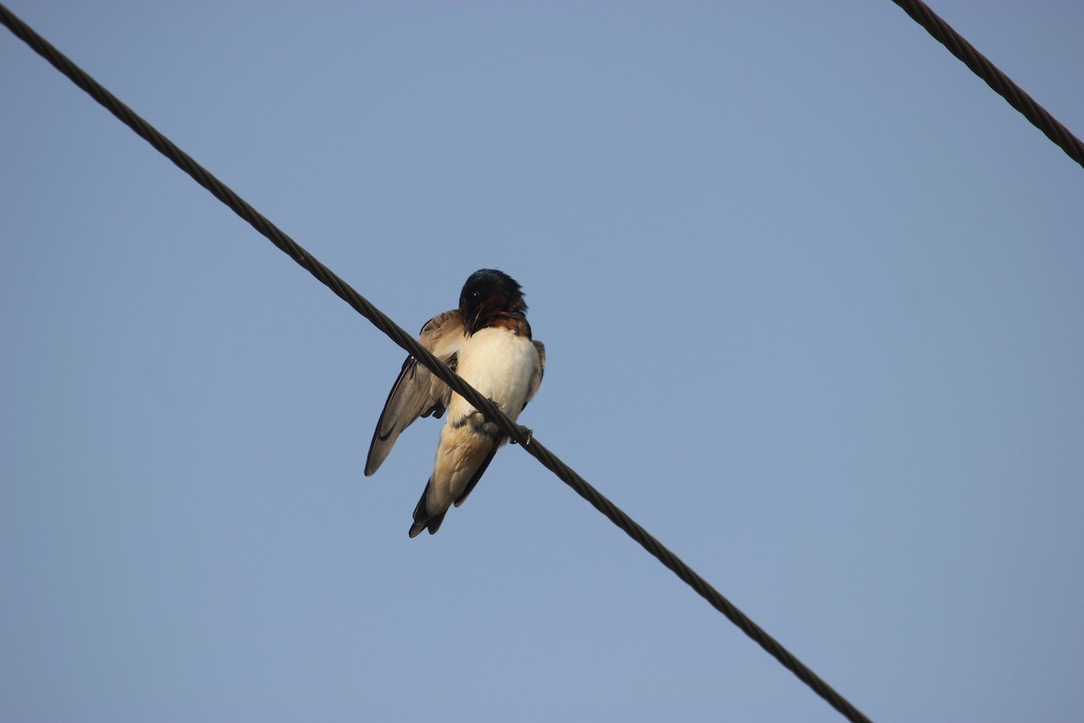 Barn Swallow - ML426520771