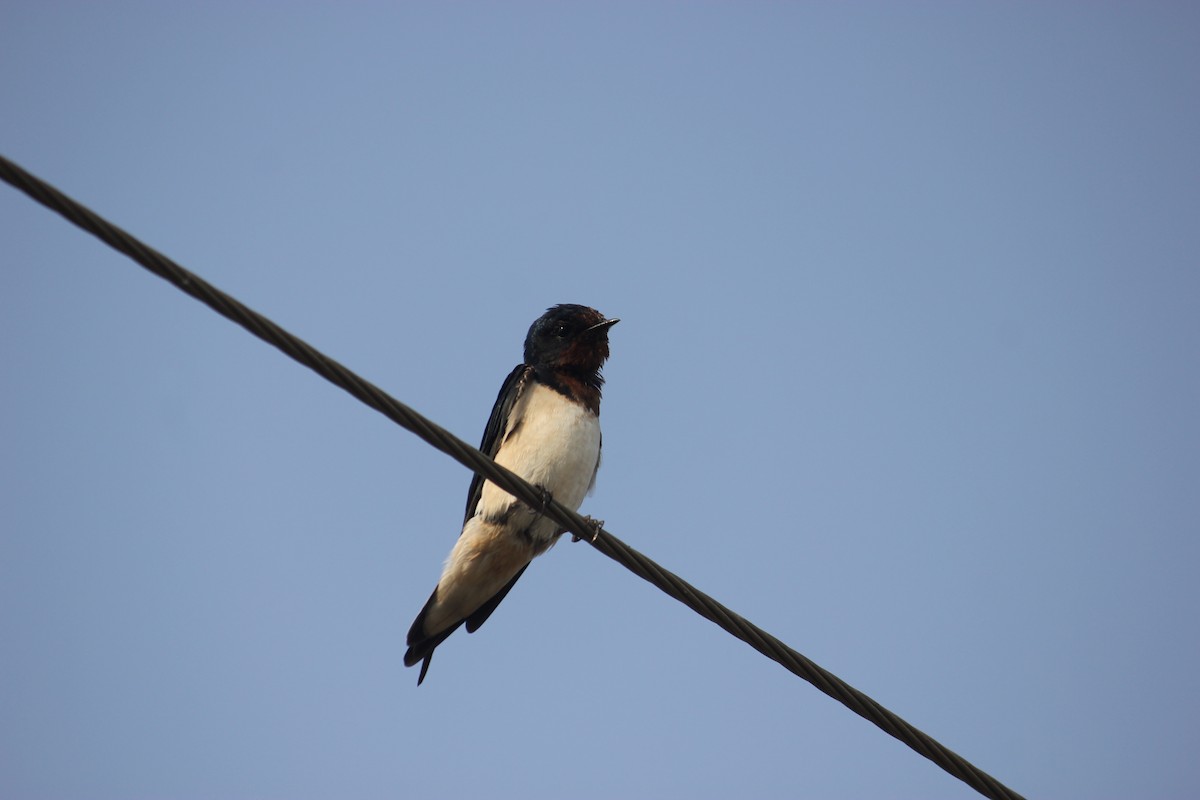 Barn Swallow - ML426520781