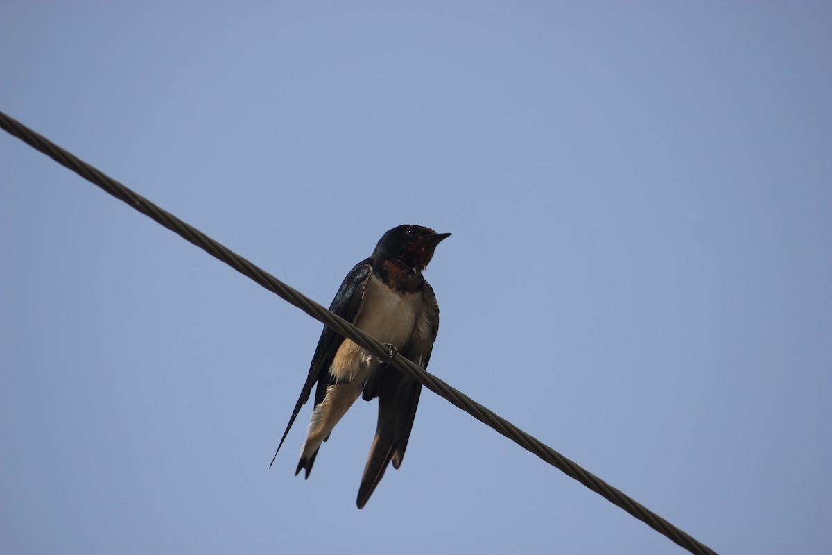 Barn Swallow - ML426520881