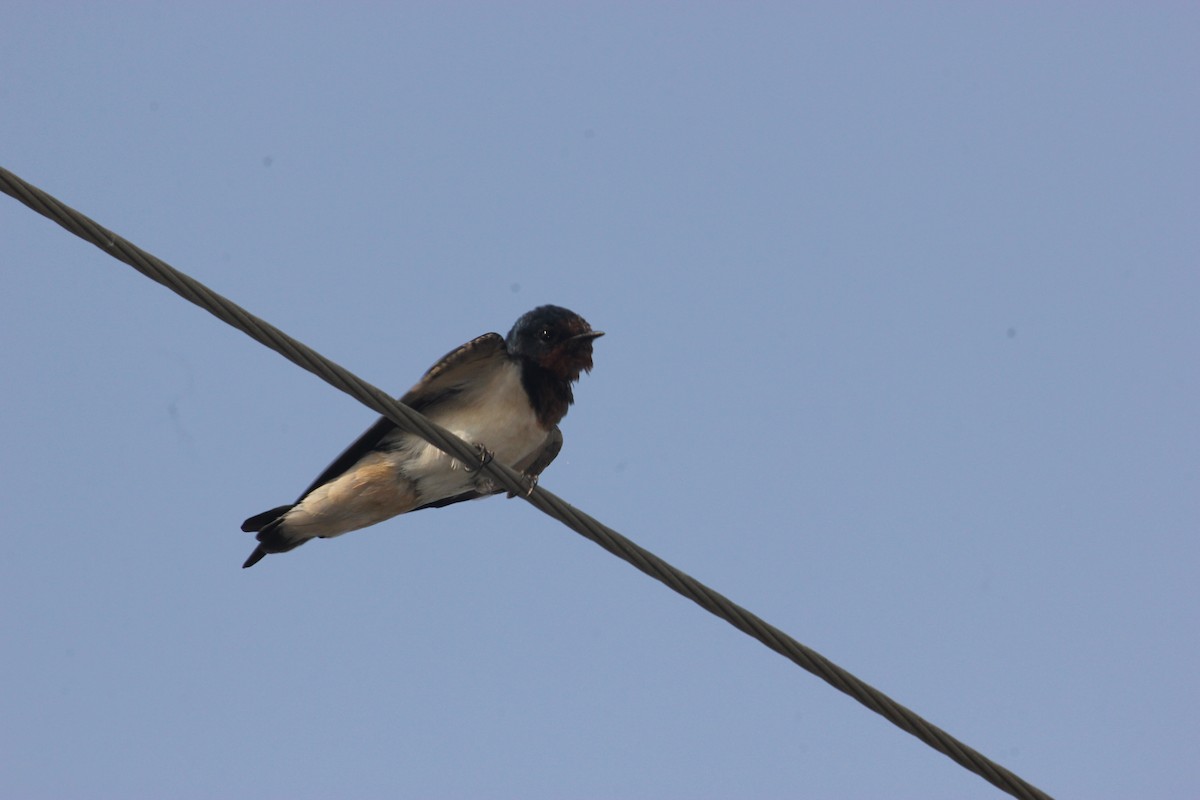 Barn Swallow - ML426520891