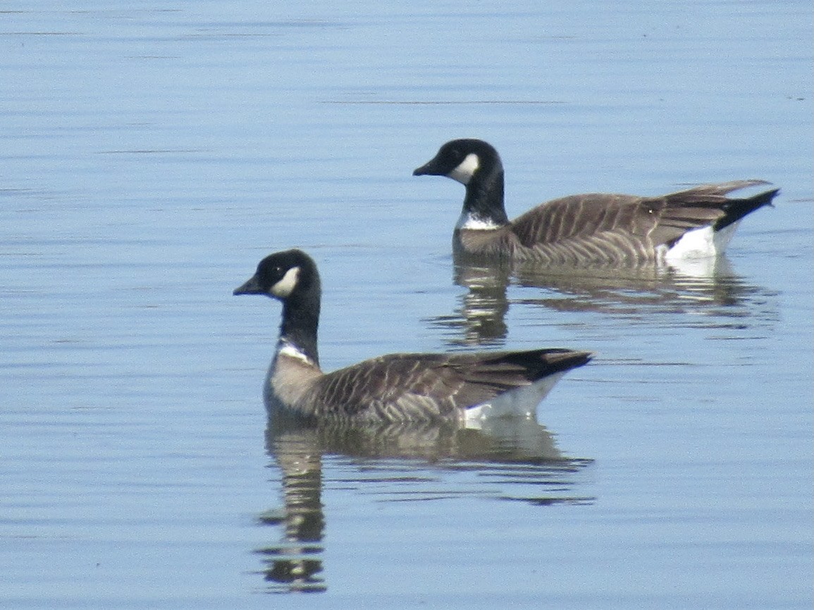 Cackling Goose (Aleutian) - Adam Burnett