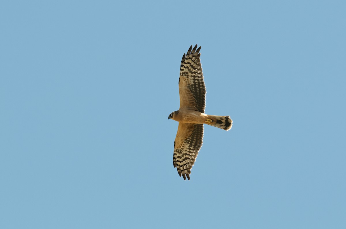 Pallid Harrier - Arend Wassink