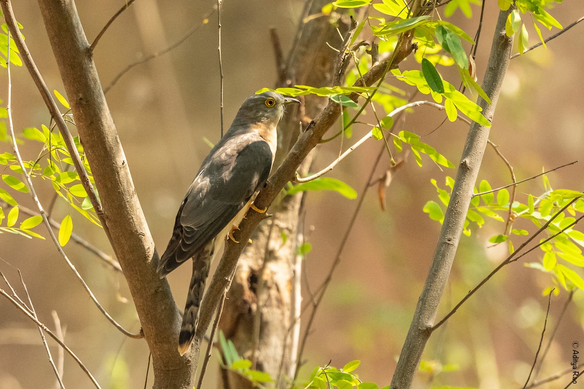 Common Hawk-Cuckoo - Aditya Rao