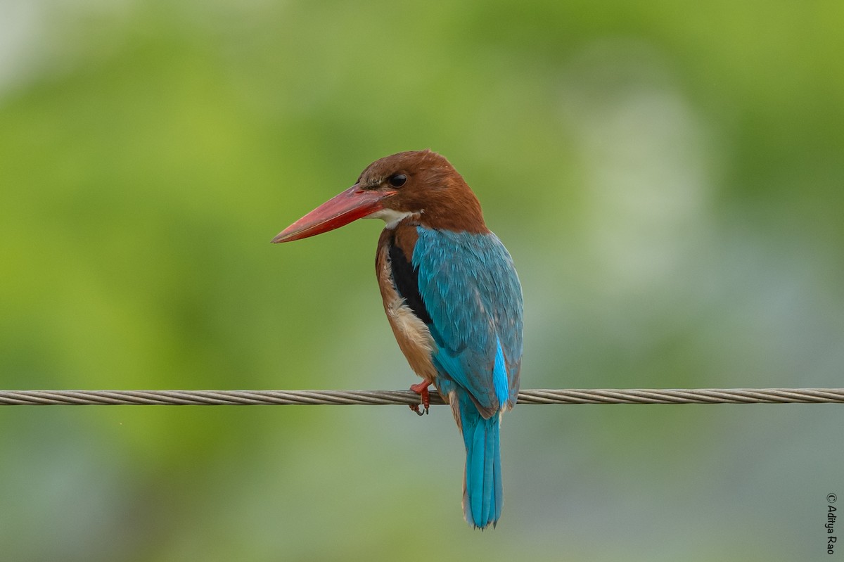 White-throated Kingfisher - Aditya Rao