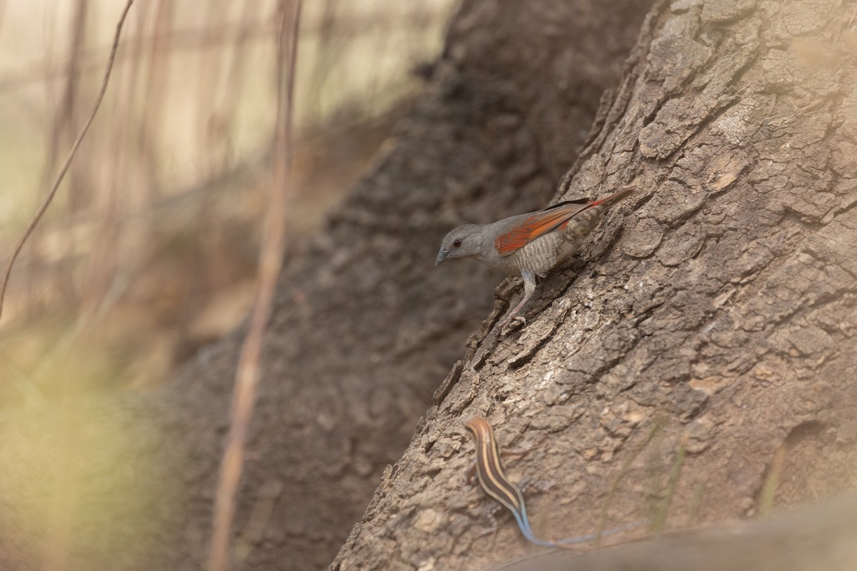 Red-winged Pytilia - Max Baumgarten