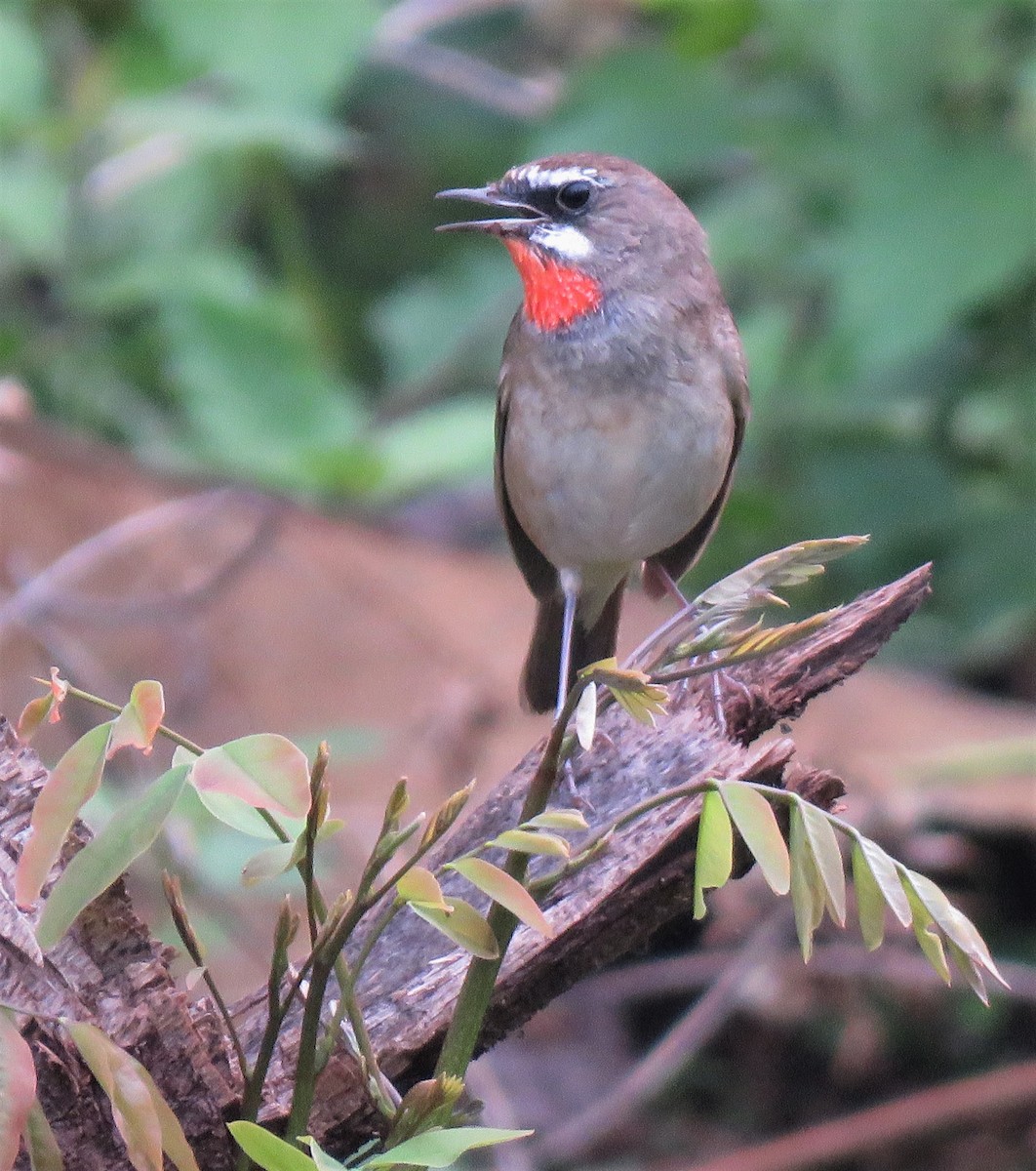 Siberian Rubythroat - ML426527061