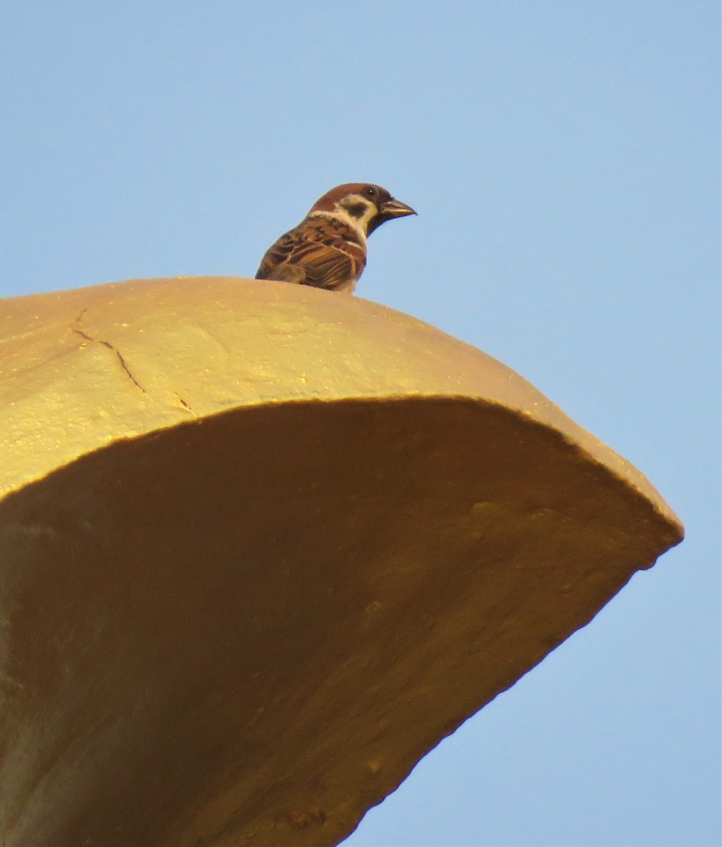 Eurasian Tree Sparrow - ML426527181