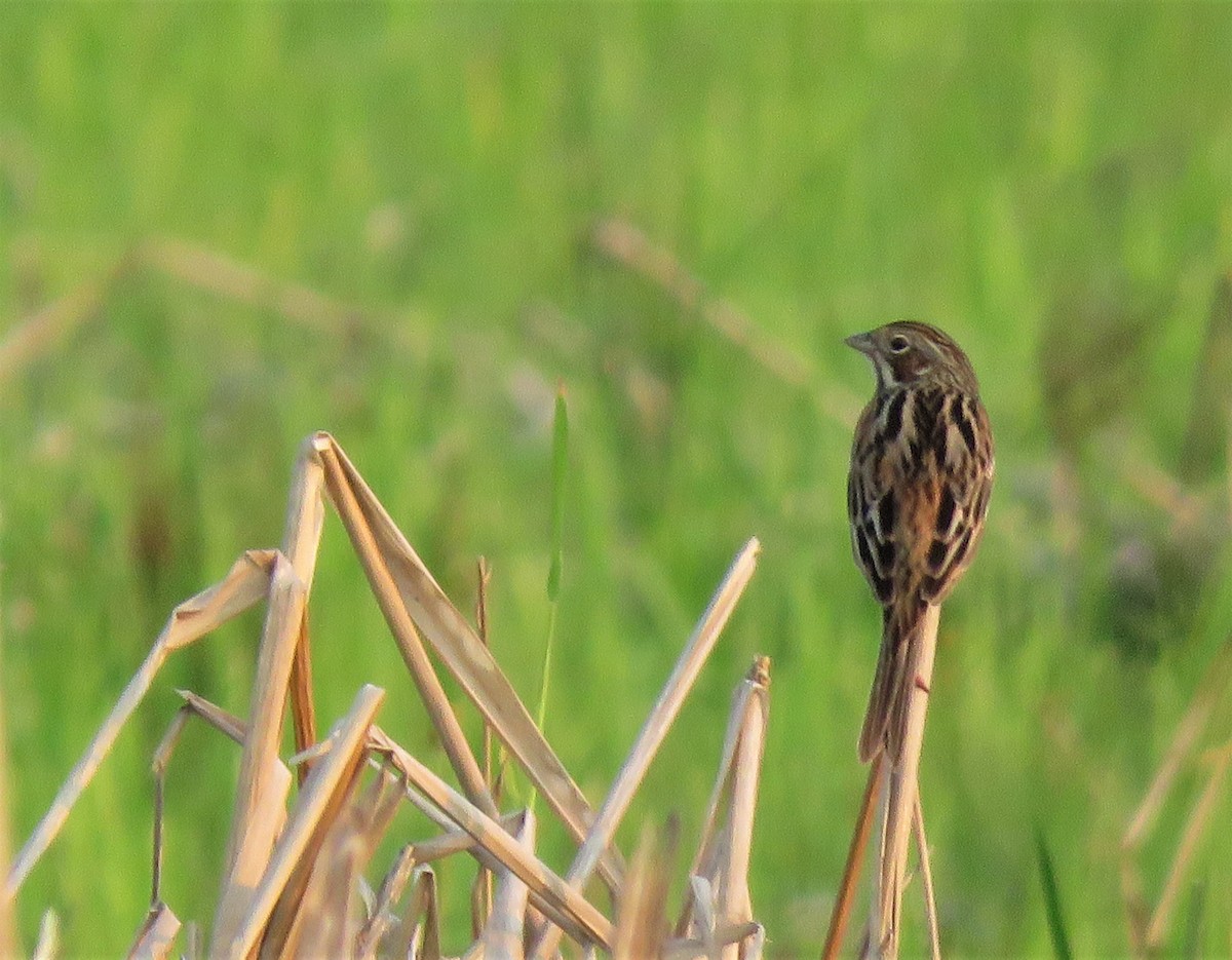 Chestnut-eared Bunting - ML426527431