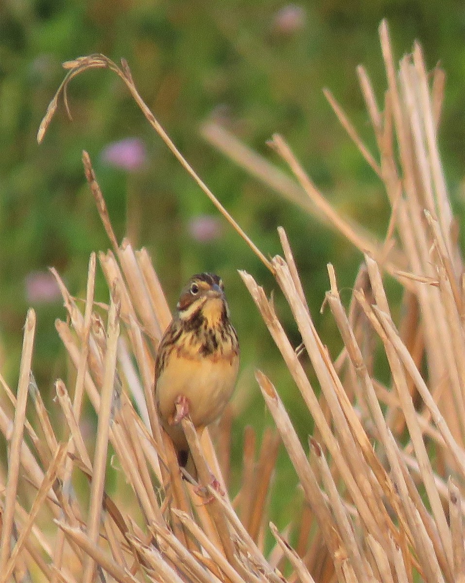 Chestnut-eared Bunting - ML426527491