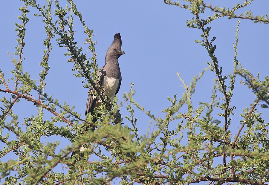 White-bellied Go-away-bird - ML426527531