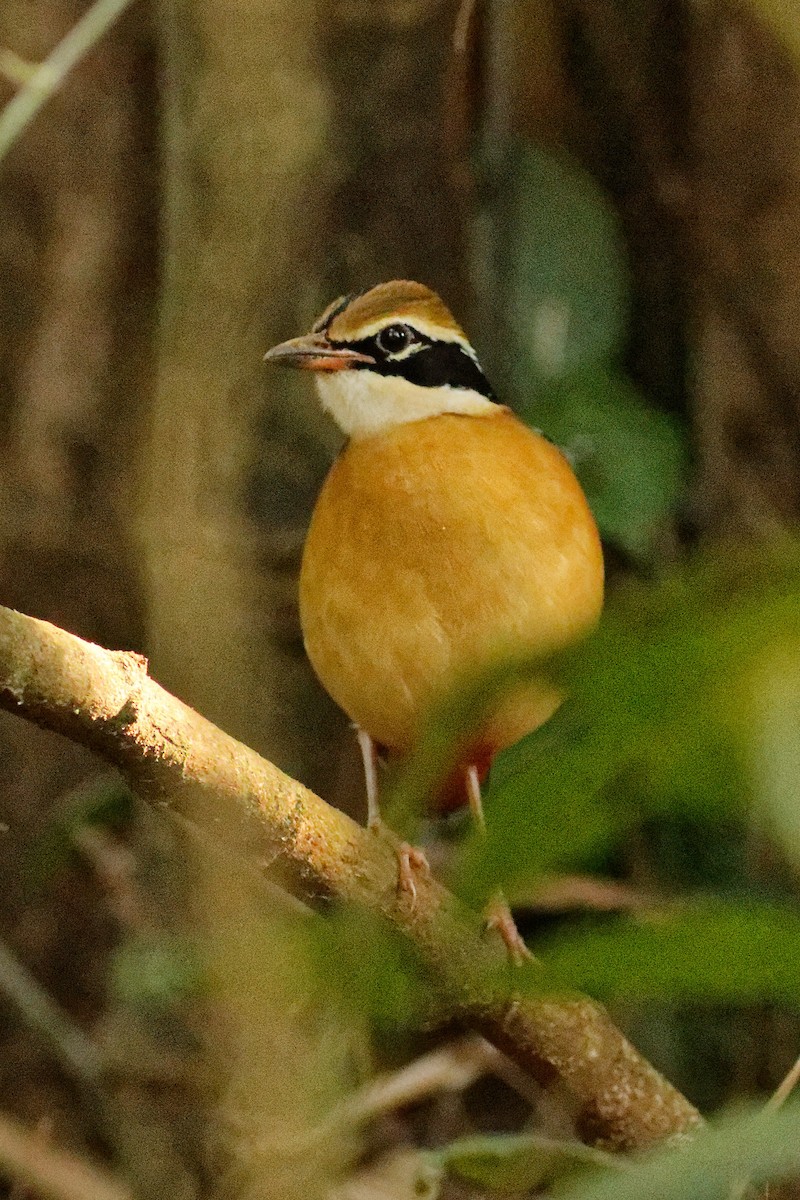 Indian Pitta - Able Lawrence