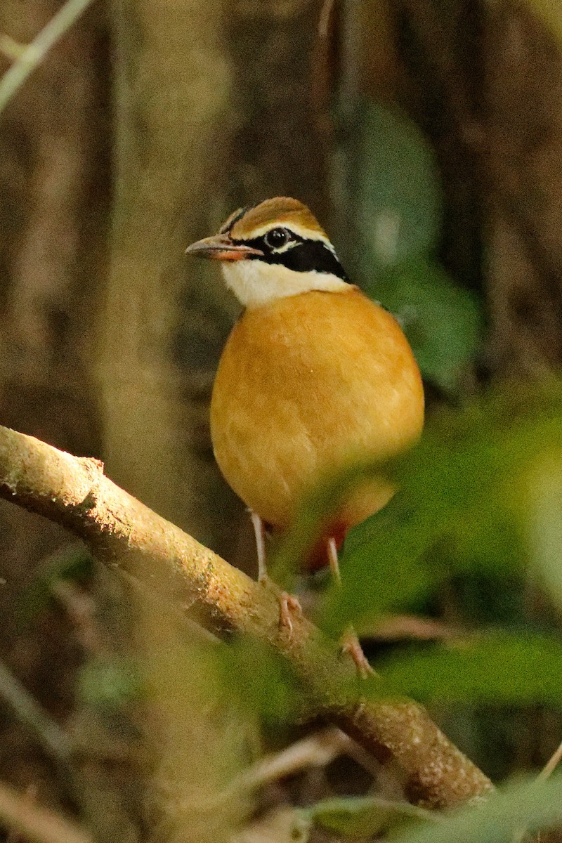 インドヤイロチョウ - ML426528931