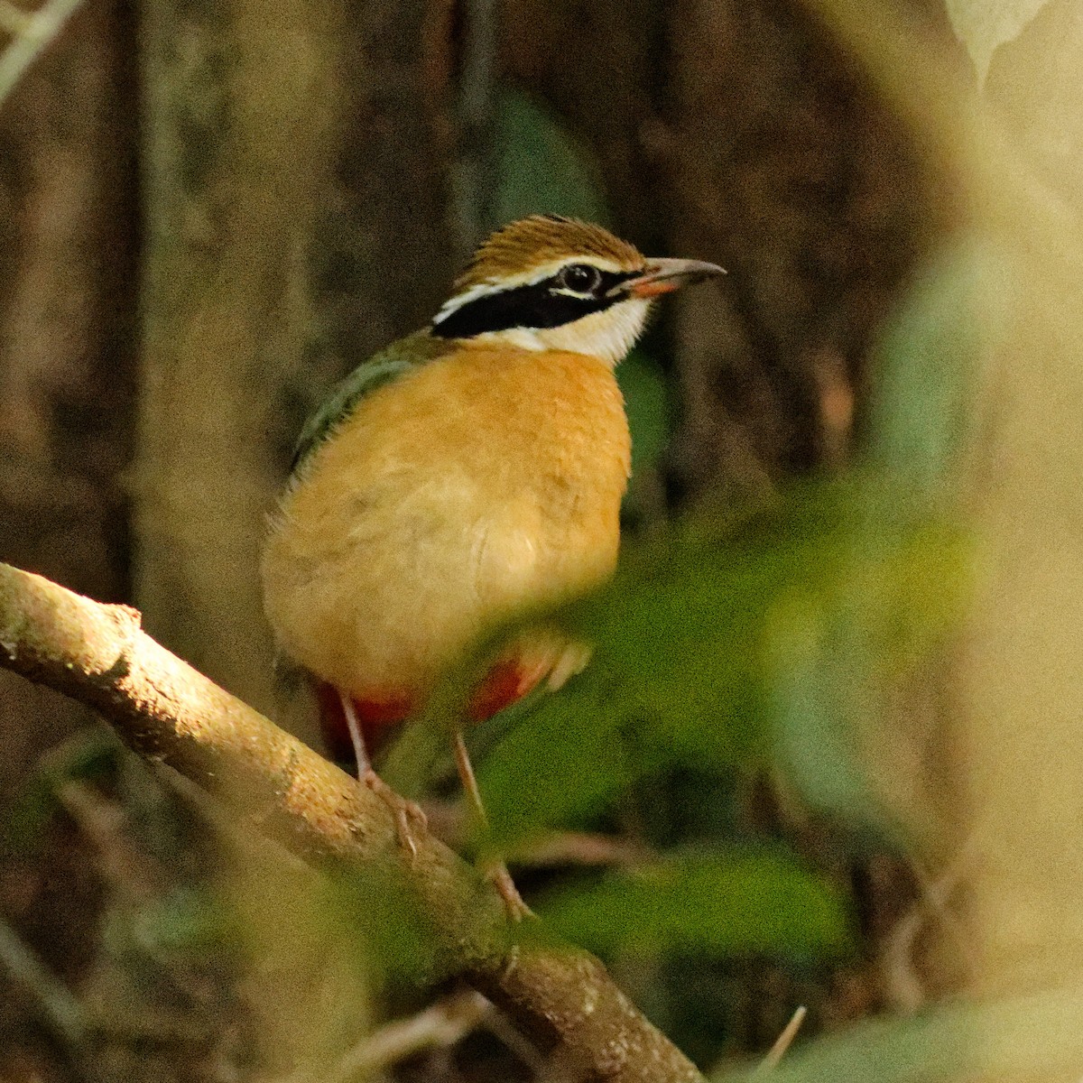 Indian Pitta - ML426528961