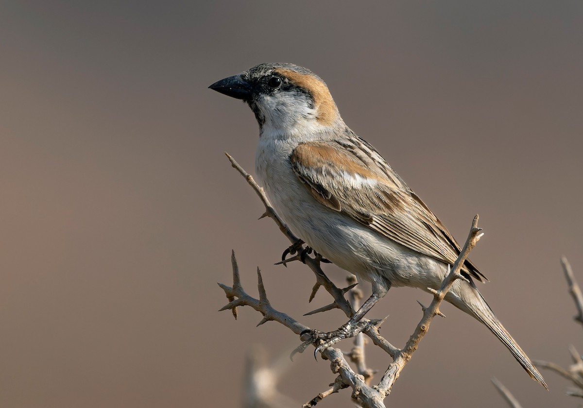 Abd al Kuri Sparrow - ML426529021