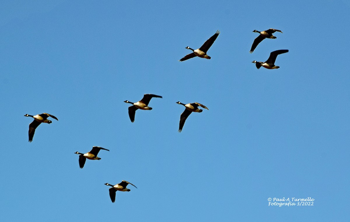 Canada Goose - ML426529701