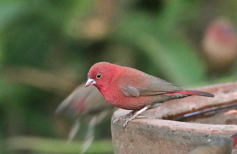 Red-billed Firefinch - Peter Ericsson