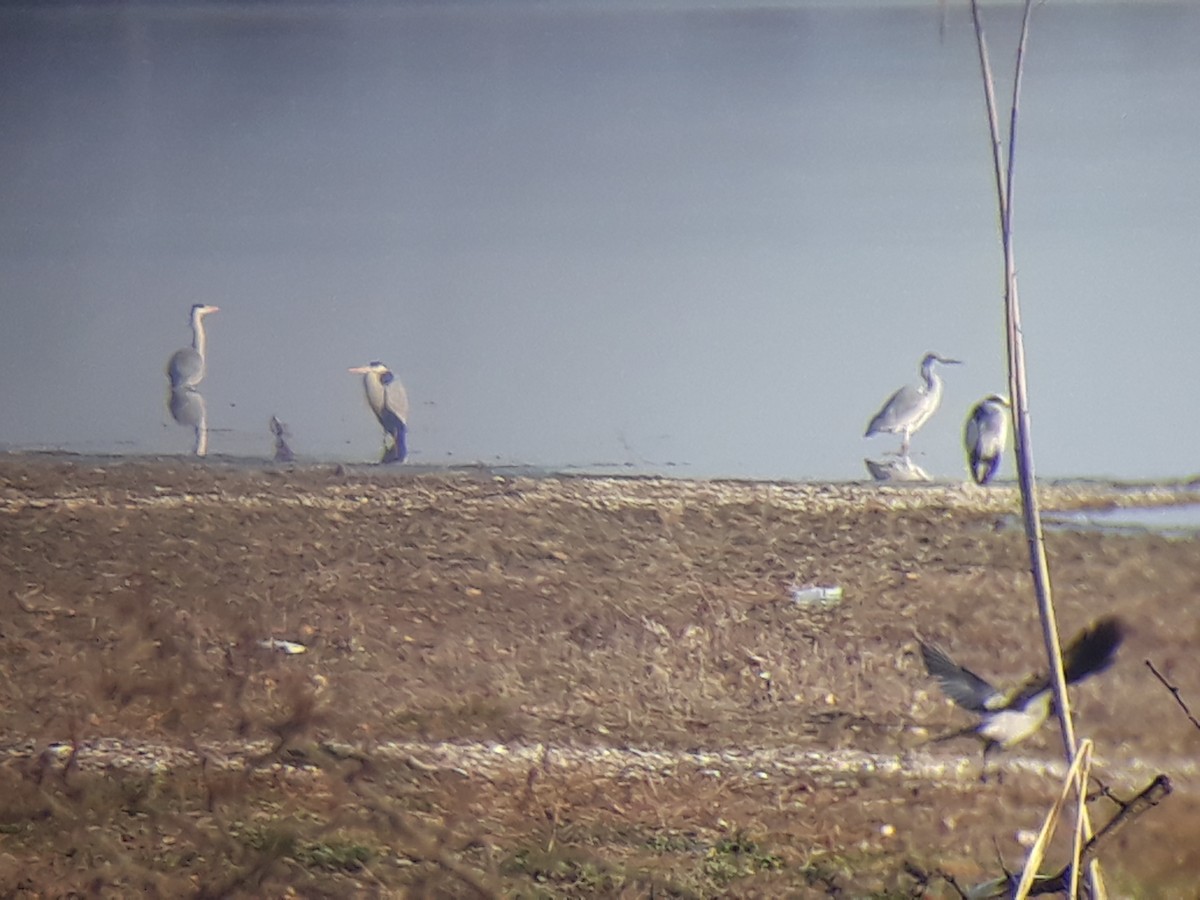 Garza Real - ML426530941